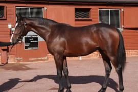 Lot  398 T B10260 Tattersalls