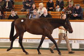 Lot  399 T B K1 0669 Tattersalls