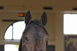 Lot  399 T B K1 0691 Tattersalls