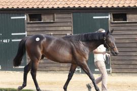 Lot  399 T B K1 0694 Tattersalls