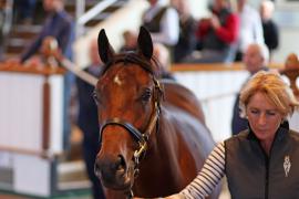 Lot  39 T B1 0629 Tattersalls