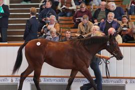 Lot  39 T B1 0643 Tattersalls