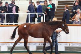 Lot  39 T B1 0661 Tattersalls