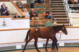 Lot  39 T B1 0698 Tattersalls