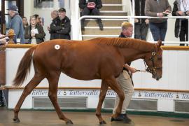 Lot  39 TBK1 0856Tattersalls