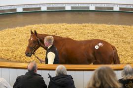 Lot  39 TBK1 0912Tattersalls