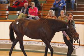 Lot  400 T B K1 0732 Tattersalls