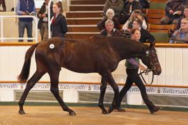 Lot  400 T B K1 0747 Tattersalls