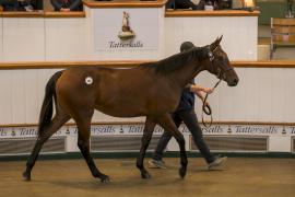 Lot  402 TBK1 10807Tattersalls