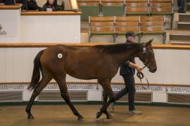 Lot  402 TBK1 10818Tattersalls