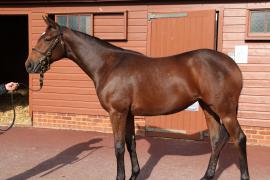 Lot  402 T B K1 1315 Tattersalls