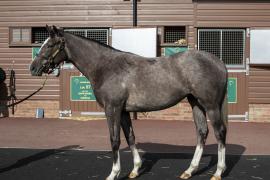 Lot  403 1909 TBK1Tattersalls