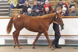 Lot  404 T O15754 Tattersalls