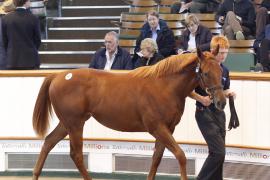 Lot  404 T O15768 Tattersalls