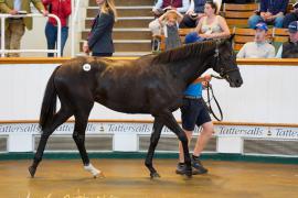 Lot  404 TSS1608Tattersalls