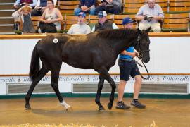 Lot  404 TSS1614Tattersalls