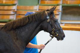 Lot  404 TSS1629Tattersalls