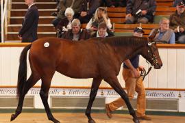 Lot  405 T B K1 0875 Tattersalls