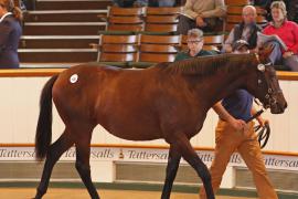 Lot  405 T B K1 0882 Tattersalls