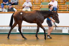 Lot  405 TSS1675Tattersalls