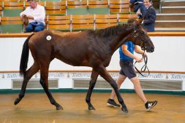 Lot  405 TSS1682Tattersalls