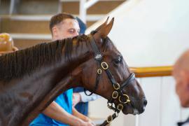 Lot  405 TSS1687Tattersalls