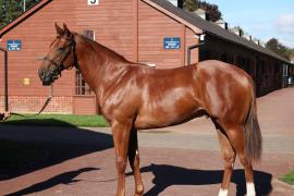 Lot  406 T B11678 Tattersalls