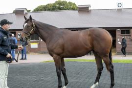 Lot  407 1595 TBK1Tattersalls