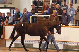 Lot  407 T B K1 0929 Tattersalls