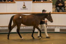 Lot  407 TBK1 10982Tattersalls