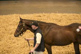 Lot  407 TBK1 11034Tattersalls