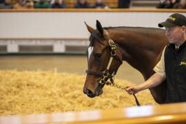 Lot  407 TBK1 11111Tattersalls