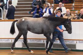 Lot  407 T B K1 1319 Tattersalls