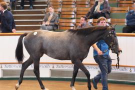 Lot  407 T B K1 1322 Tattersalls