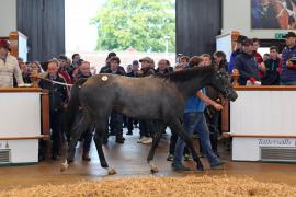 Lot  407 T B K1 1359 Tattersalls