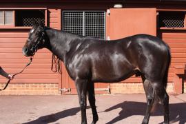 Lot  408 T B10751 Tattersalls