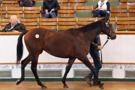 Lot  408 T B K1 1385 Tattersalls