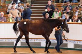 Lot  40 T B1 0781 Tattersalls