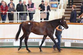 Lot  40 T B1 0805 Tattersalls