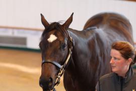 Lot  40 T B1 0816 Tattersalls