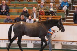 Lot  410 T B1 0784 Tattersalls