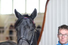 Lot  410 T B1 0798 Tattersalls