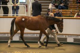 Lot  410 TBK1 11255Tattersalls