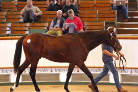 Lot  411 T B K1 1015 Tattersalls