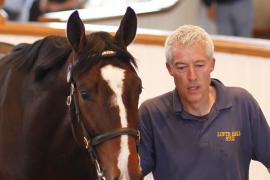 Lot  411 T B K1 1021 Tattersalls