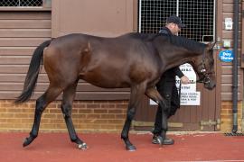 Lot  414 1022Tattersalls