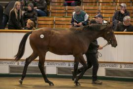 Lot  414 TBK1 11342Tattersalls