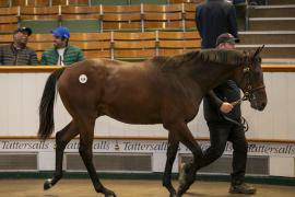 Lot  414 TBK1 11390Tattersalls