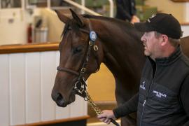 Lot  414 TBK1 11490Tattersalls