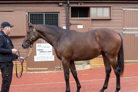 Lot  414 TBK1 5275Tattersalls